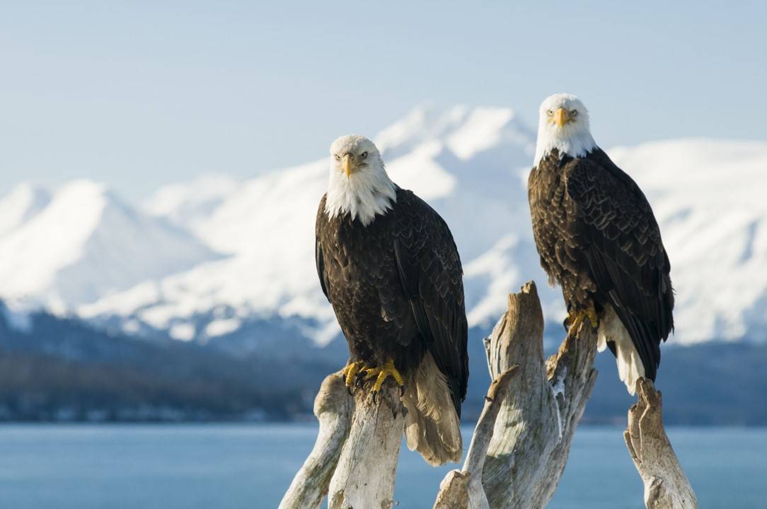 Alaska Pharmacy Technician License